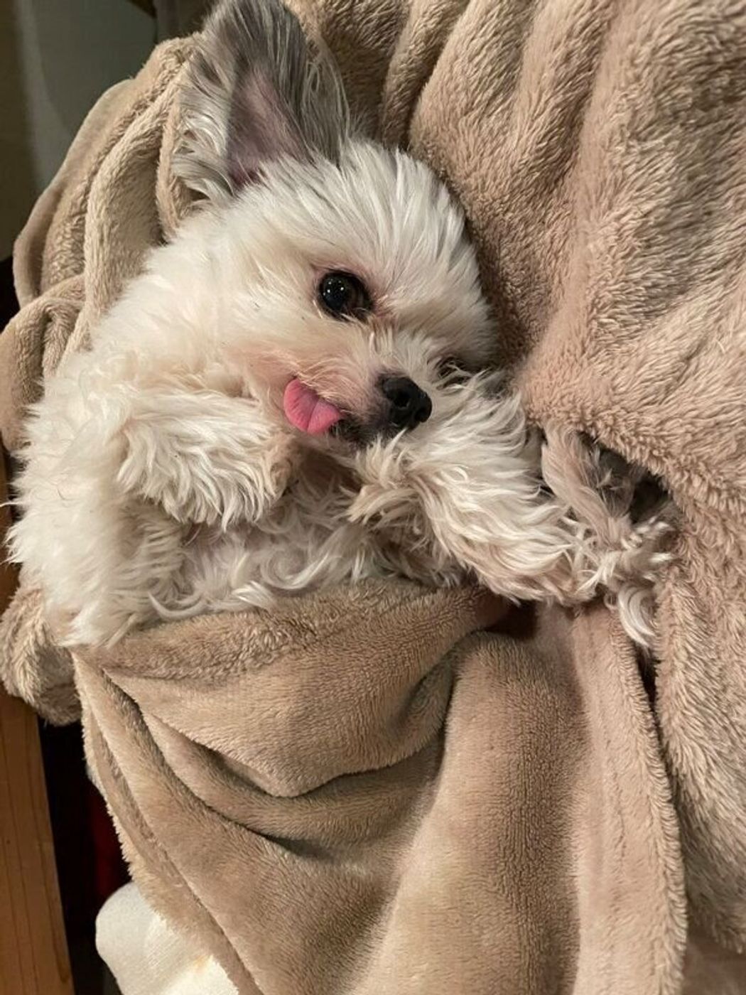 部屋の隅でぽつんと座っていた保護犬が5年後には 安心しきった姿 を見せてくれる みんなから愛される存在に いぬのきもちweb Magazine 部屋の隅でぽつんと座っていた保護犬が5年後には 安心しきった姿 を見せてくれる みんなから愛される存在に いぬのきもちweb Magazine