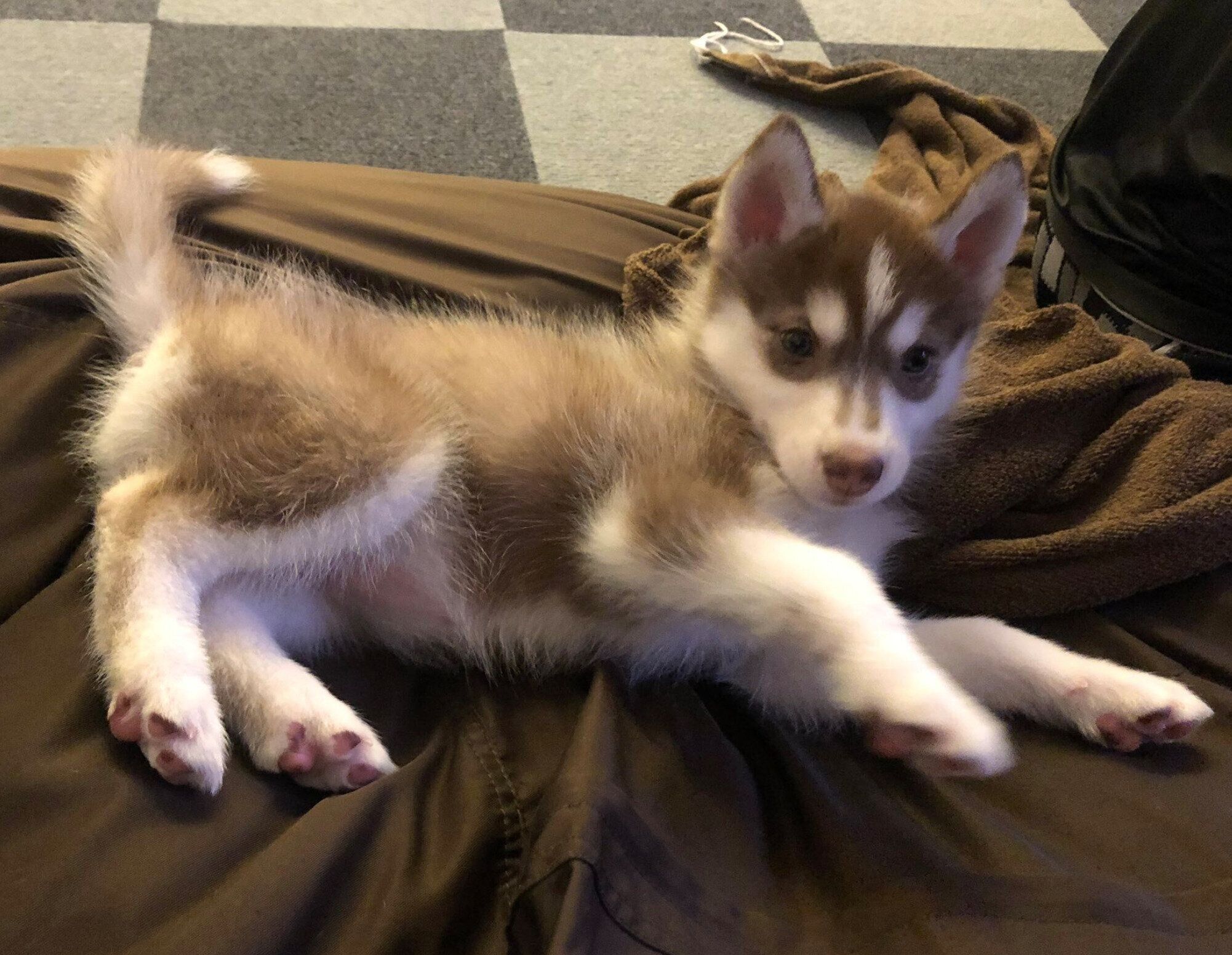 お迎えしたばかりのころのレムちゃん