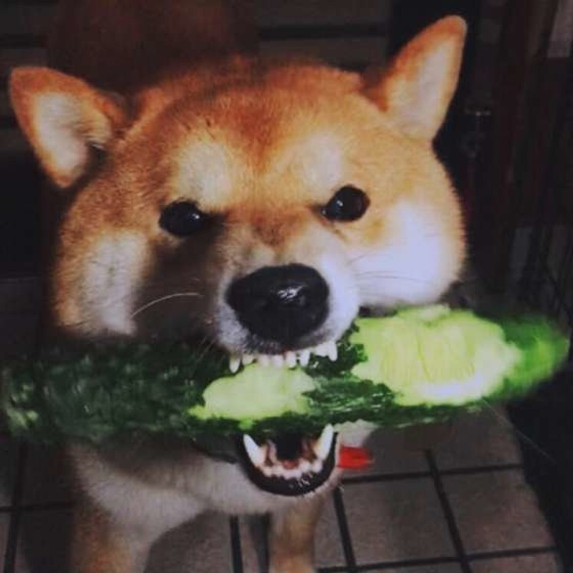 トマト キュウリって犬にあげるときの注意って いぬのきもちweb Magazine トマト キュウリって犬にあげるときの注意って いぬのきもちweb Magazine