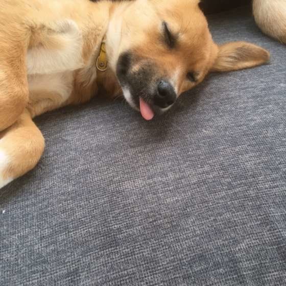 舌を出して眠る犬