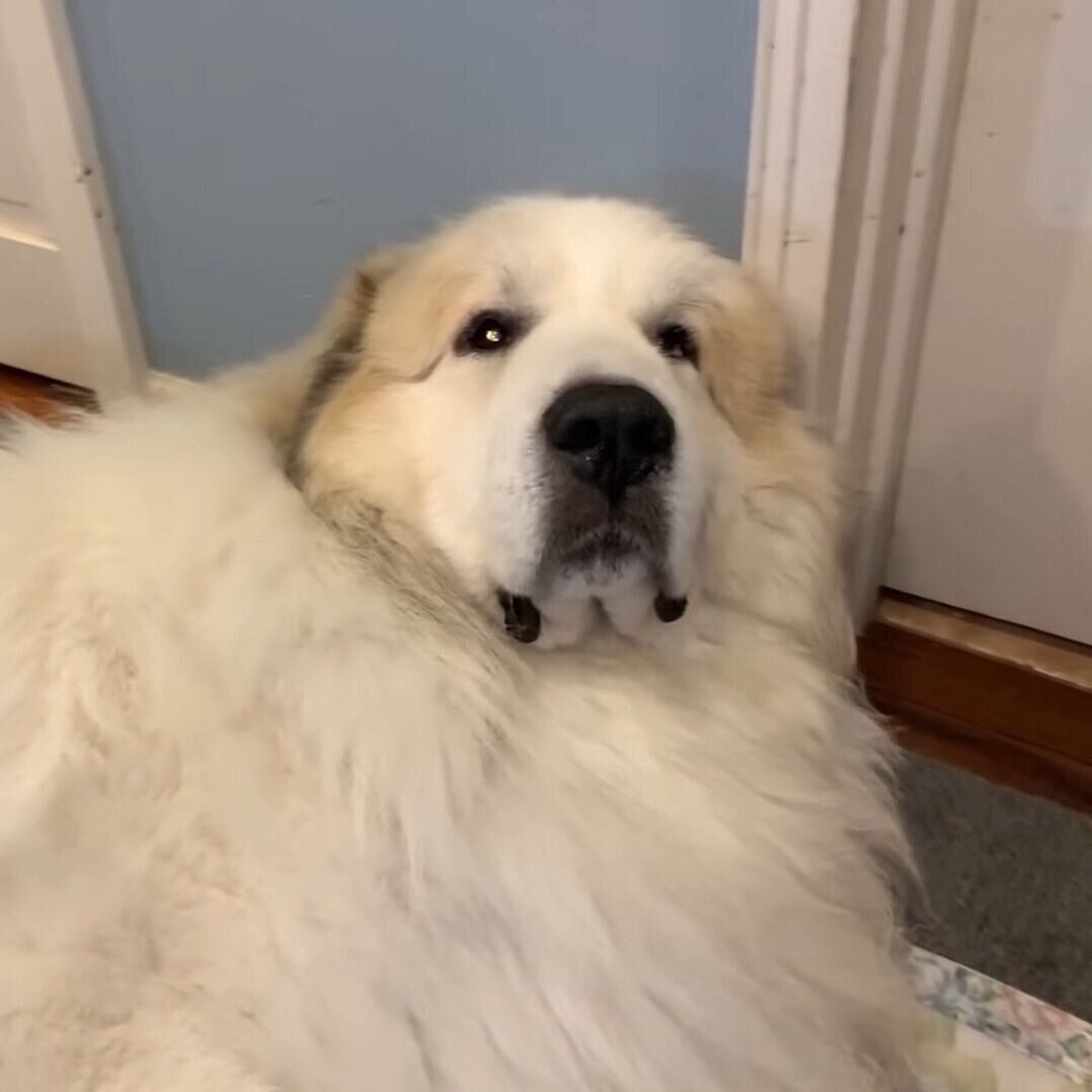 扉の前で寝転がっていたアラン君