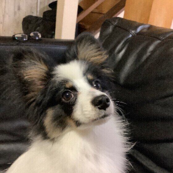 見上げるパピヨン