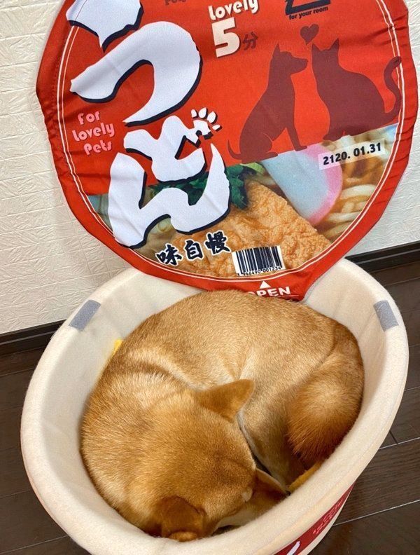 きつねうどんの「おあげ」のようになったゆきちゃん