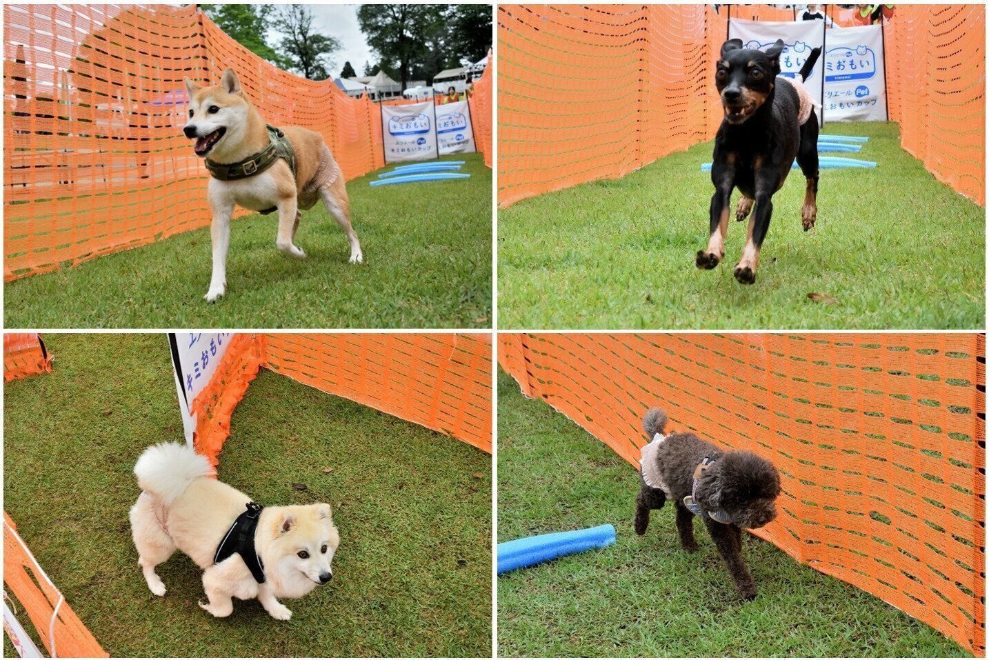 レース中の様子