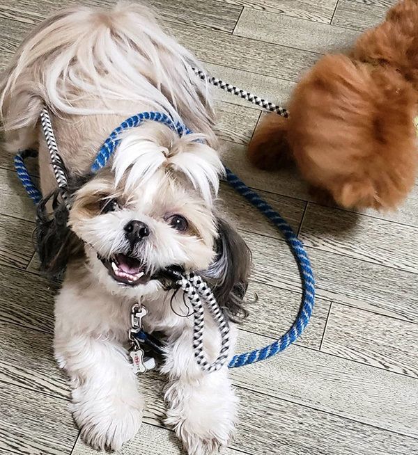 見つめるシー・ズー