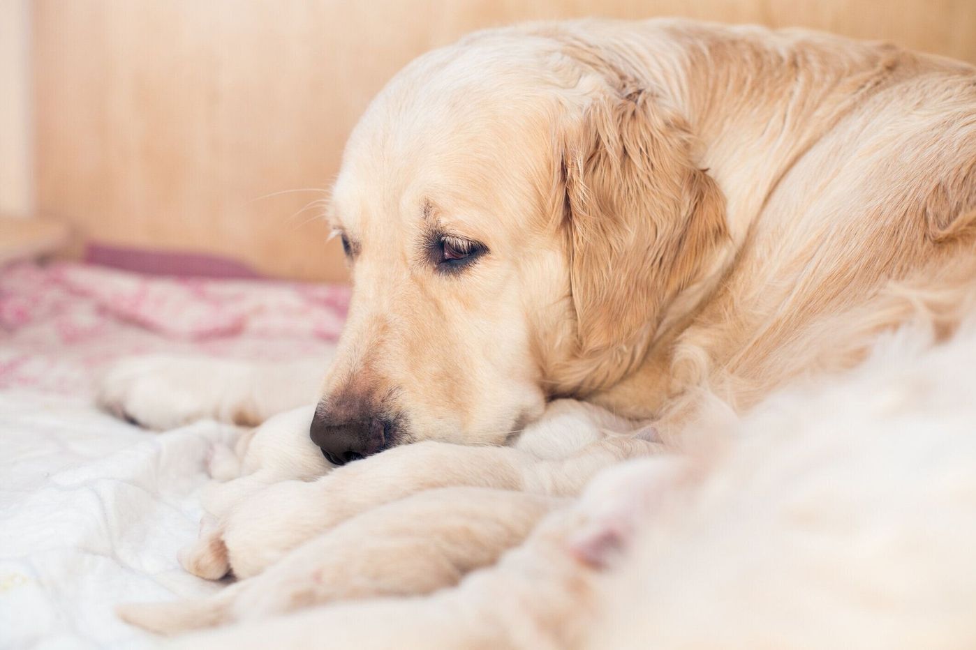 獣医師監修 犬の妊娠から出産 愛犬に子犬を産ませたいと思ったら いぬのきもちweb Magazine 獣医師監修 犬の妊娠から出産 愛犬に子犬を産ませたいと思ったら いぬのきもちweb Magazine