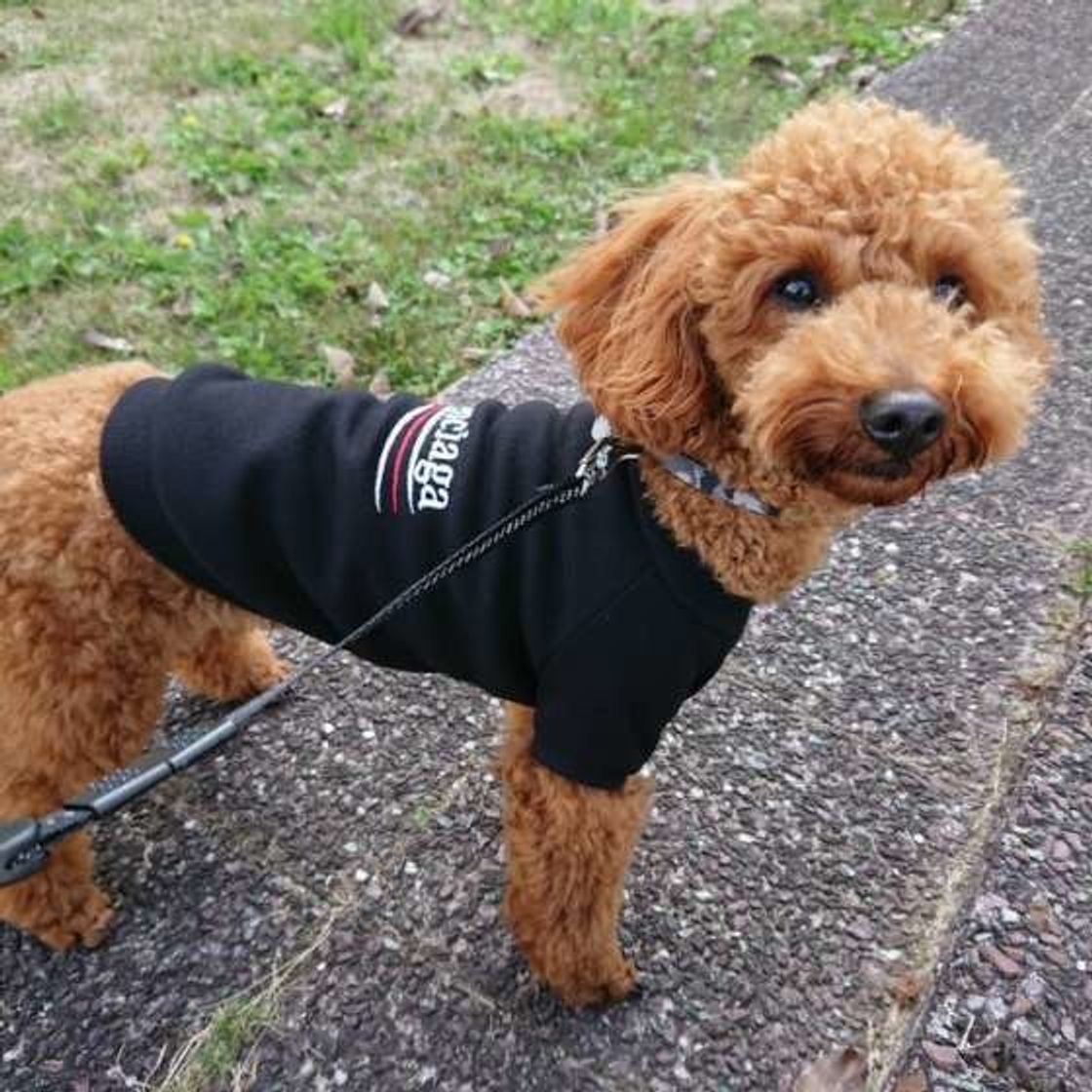 散歩で犬がおしっこした場所には 水をかけるべき 賛成 否定派の意見は いぬのきもちweb Magazine 散歩で犬がおしっこした場所には 水をかけるべき 賛成 否定派の意見は いぬのきもちweb Magazine