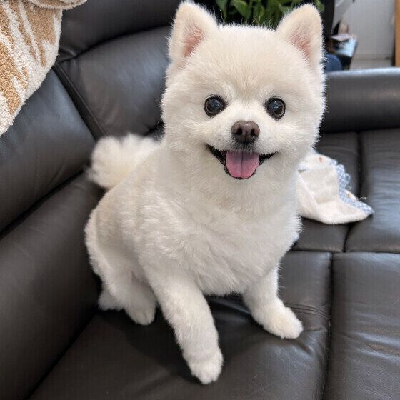 犬がウンチを食べる理由と対処法 犬の食糞について獣医師に聞いた いぬのきもち