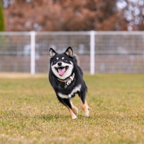 柴のラガーちゃん
