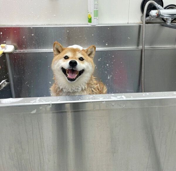 シャンプー中のハナちゃん