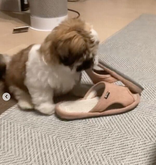 スリッパを楽しそうに運ぶほっぷくん