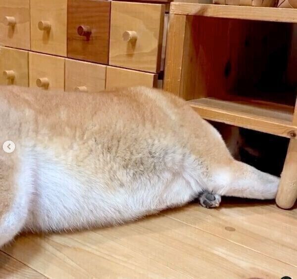 ボールを取ろうとするユクちゃん