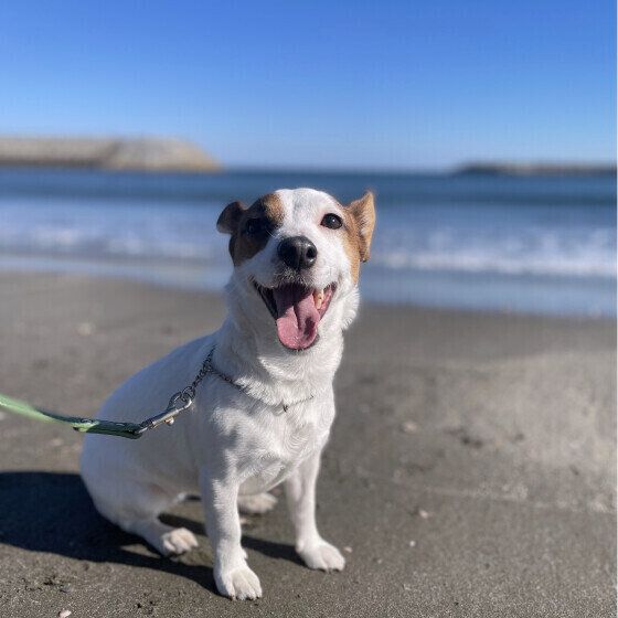 犬の悲しい気持ちのサインとは 犬は悲しいときどんな行動やしぐさをする？ いぬのきもち