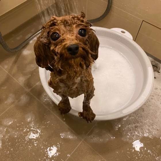 お風呂に入るトイ・プードル