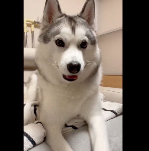 飼い主さんのことを見つめるじょんすのーくん