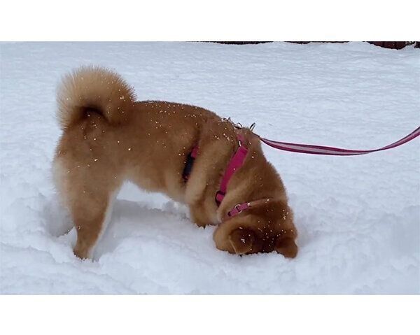 雪が降る中お散歩をするゆきちゃん