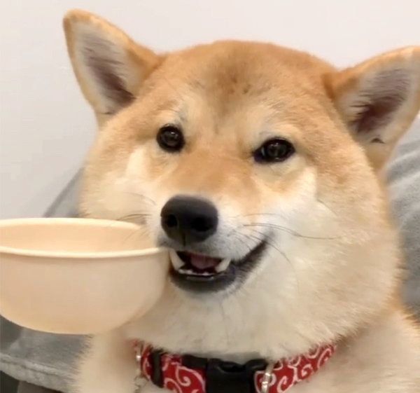 お皿をくわえる柴犬・味噌ちゃん