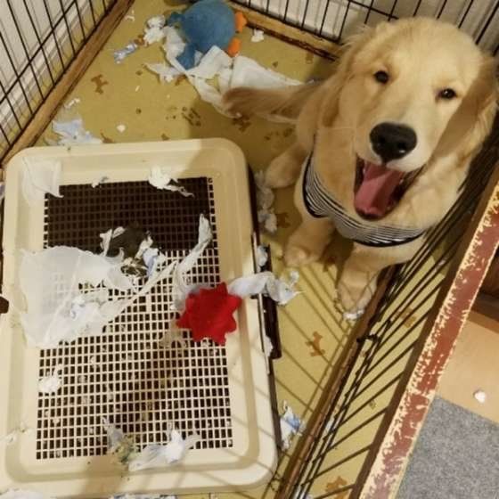 こちらも、やってしまいました、、、。