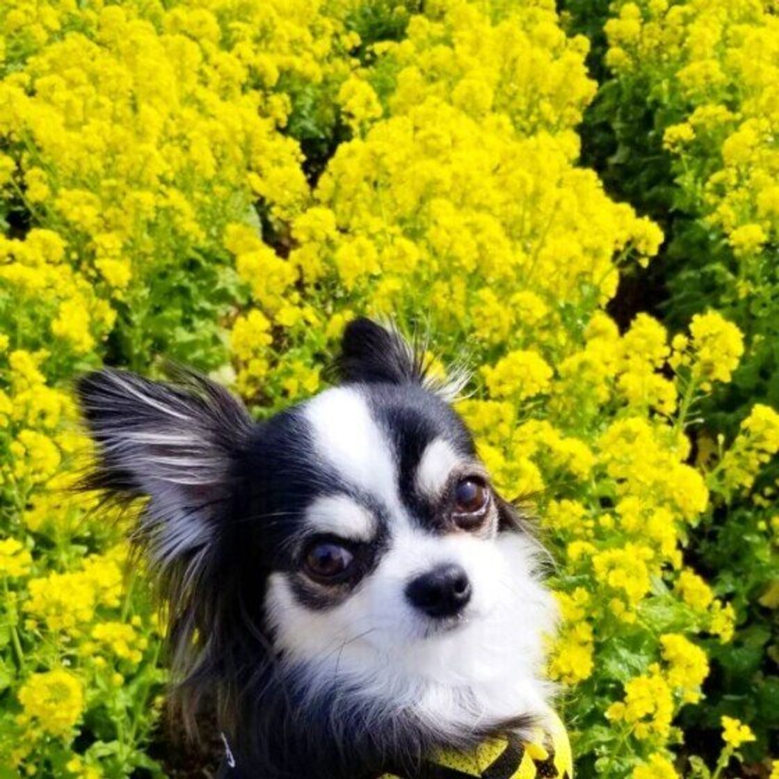 春を満喫中 犬 お花 の組み合わせに癒やされる いぬのきもちweb Magazine 春を満喫中 犬 お花 の組み合わせに癒やされる いぬのきもちweb Magazine