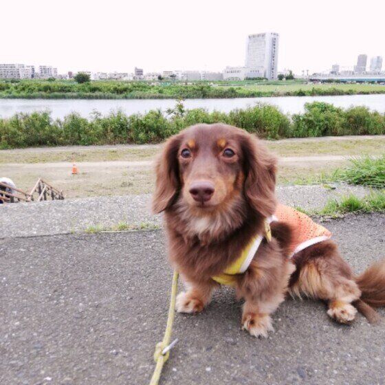 ダックスフンド