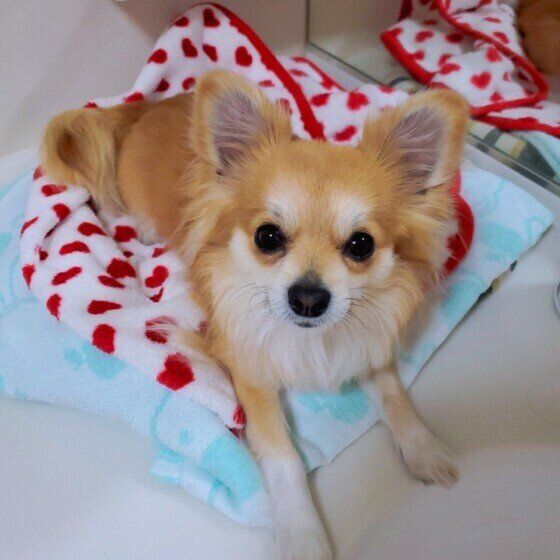 飼い主さんの支度を待つチワワ