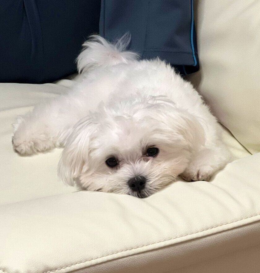 ソファでくつろぐマルチーズ