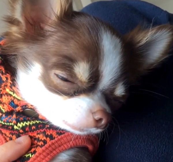 嘘寝するチワワ