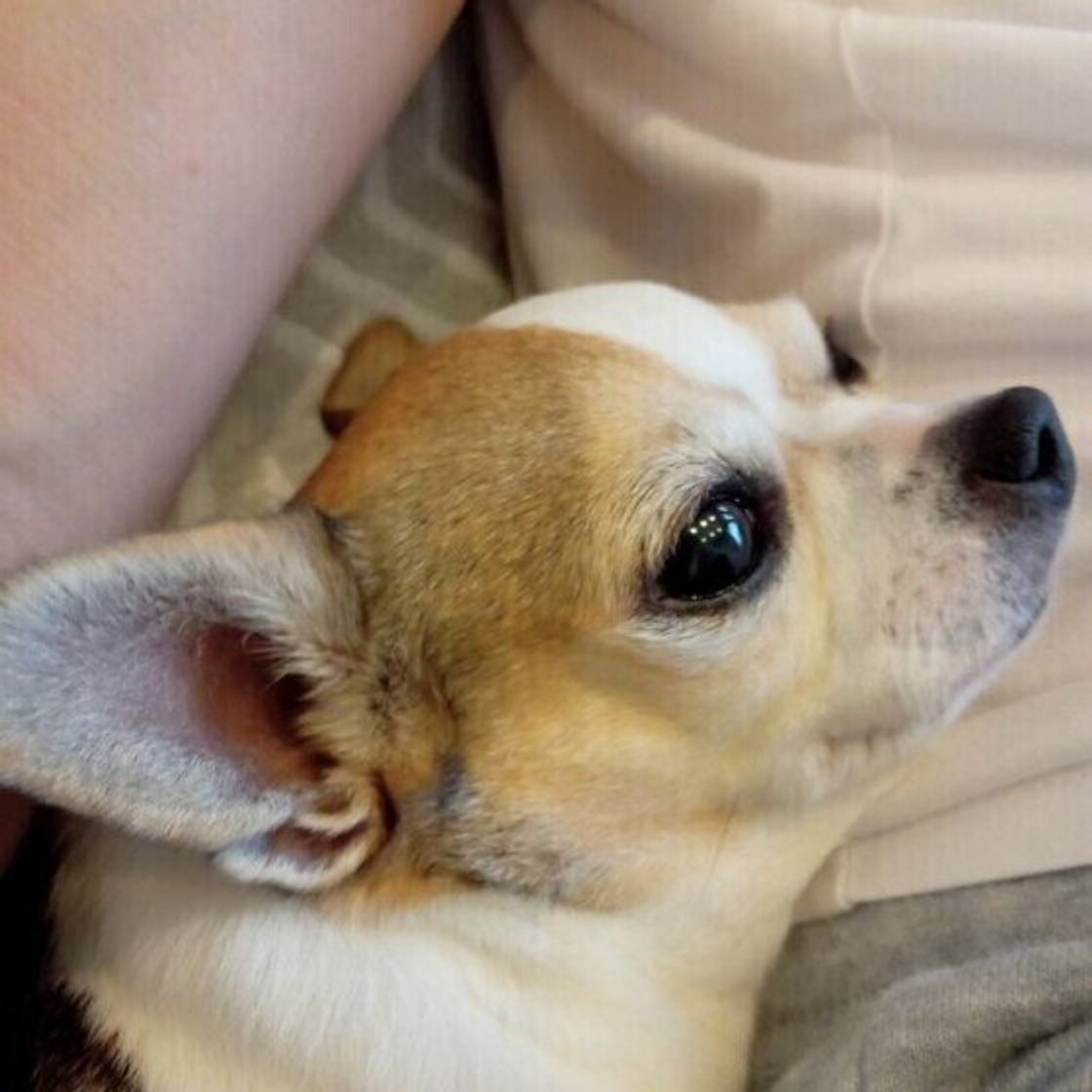 猫とは違う 犬が人の体に スリスリ する理由 獣医師解説 いぬのきもちweb Magazine 猫とは違う 犬が人の体に スリスリ する理由 獣医師解説 いぬのきもちweb Magazine