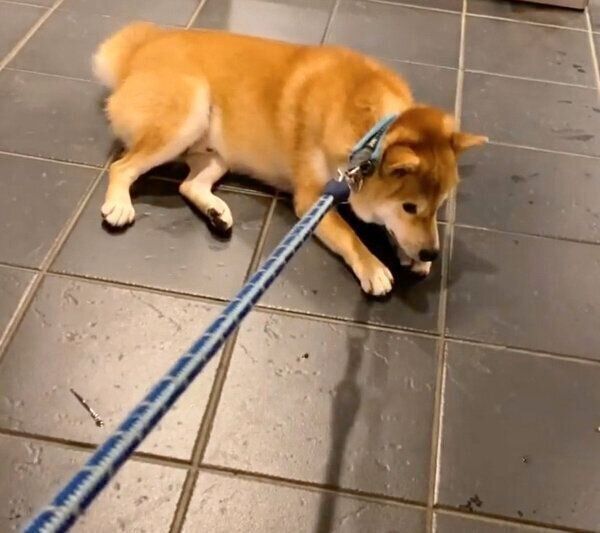 雨宿りをしたいじろちゃん