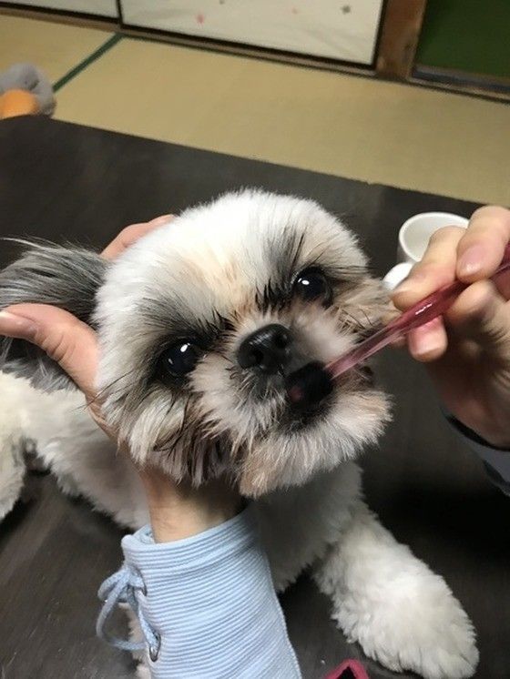 歯磨き中のシー・ズー