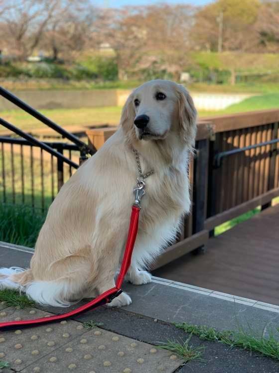 ゴールデン・レトリーバー