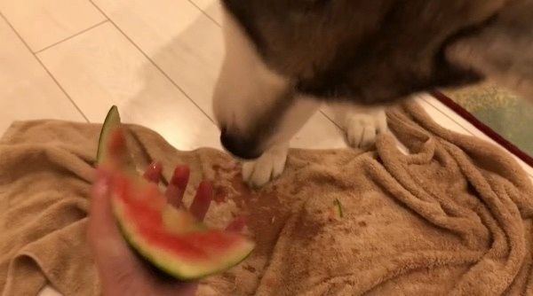 スイカを食べるシベリアン・ハスキー