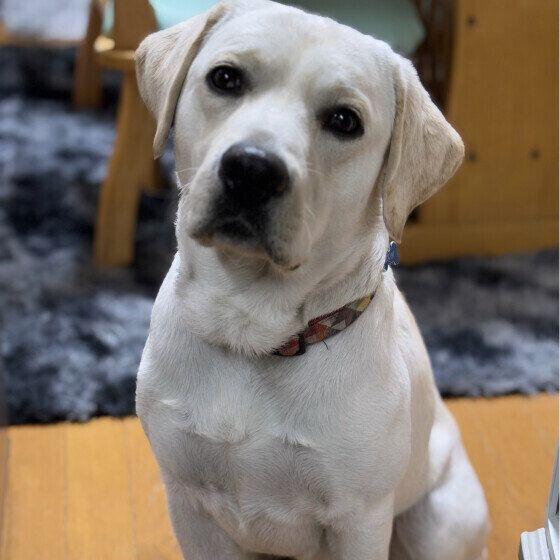 ラブラドール・レトリーバーのSunくん