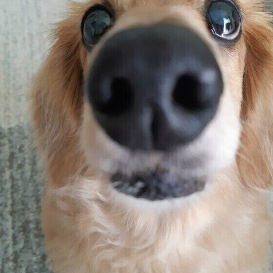 見つめるミニチュア・ダックスフンド