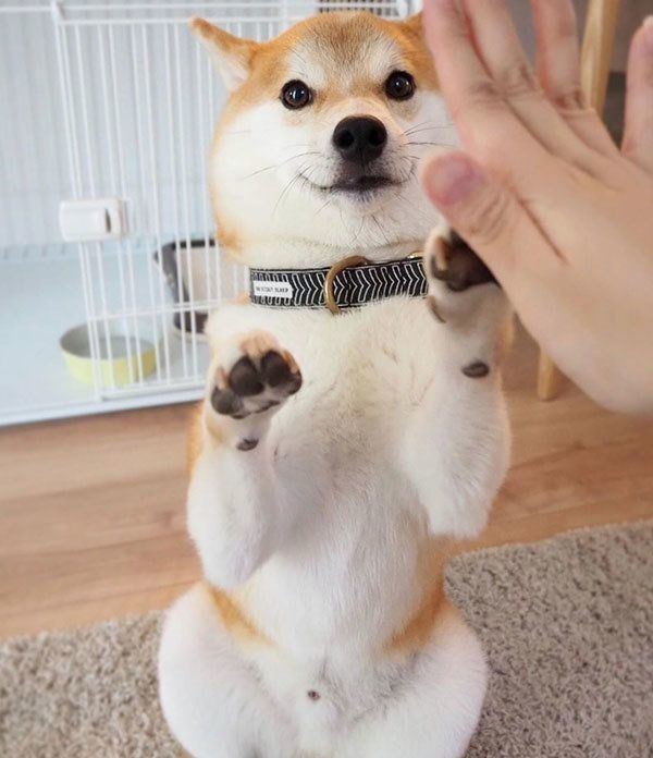 こ これは あの 国宝級イケメン に似てるワンコに反響 いぬのきもちweb Magazine