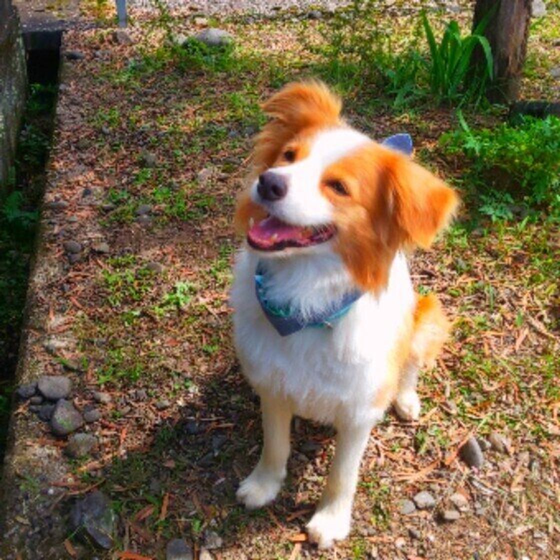 犬の爪が折れて血が止まらない そんなことあるの 折れた際の対応は いぬのきもちweb Magazine 犬の爪が折れて血が止まらない そんなことあるの 折れた際の対応は いぬのきもちweb Magazine
