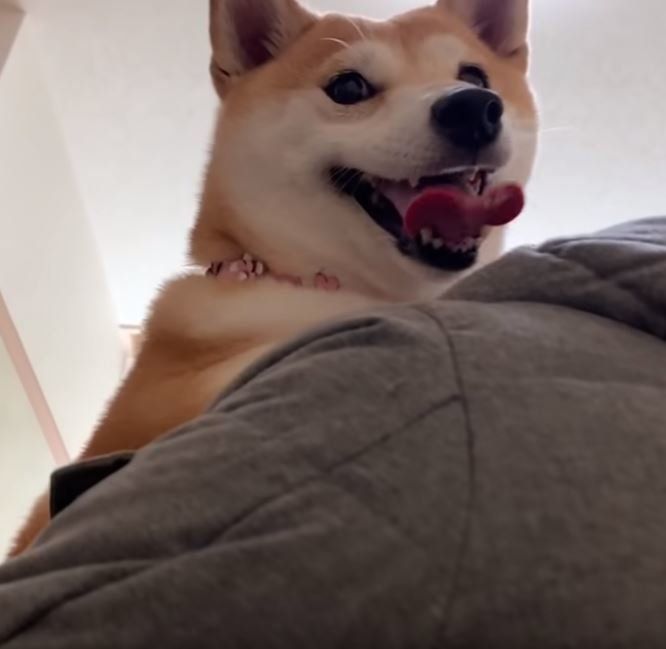 抱っこされる柴犬