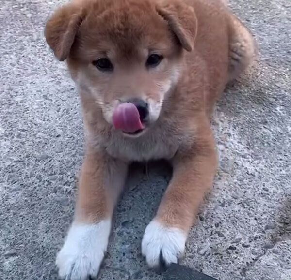 垂れ耳の茶太郎くん