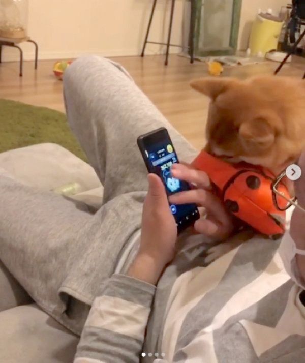 ツムツムを阻止する豆柴