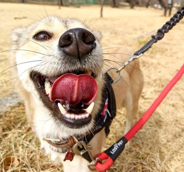 元保護犬・MIXのめるちゃん