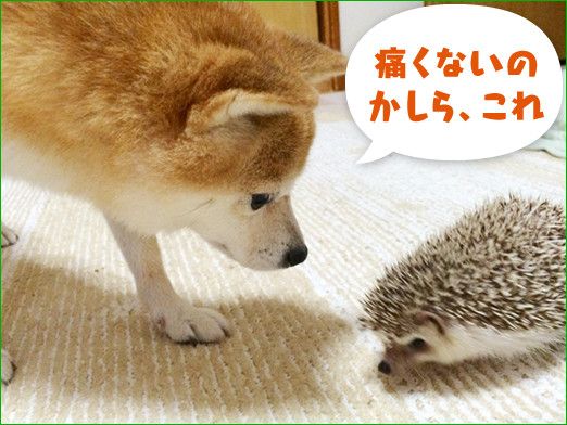 こむぎもビビる 小さな同居人 柴犬こむぎの小悪魔日記 いぬのきもちweb Magazine