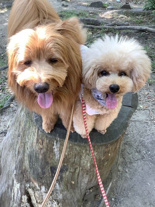 連載「こぐま犬てんすけ」