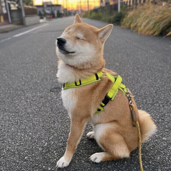 朝日を浴びてお散歩をする柴犬