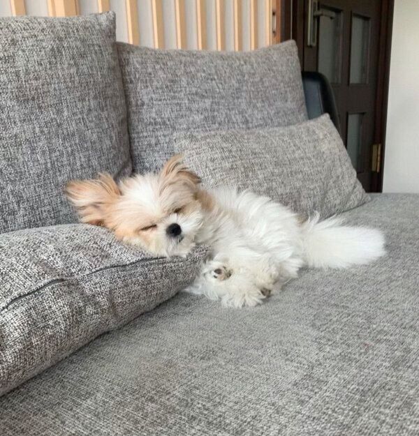 眠るぽん酢ちゃん