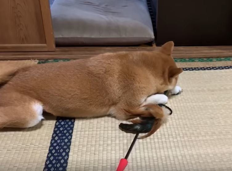 ねこのおもちゃを気に入る柴