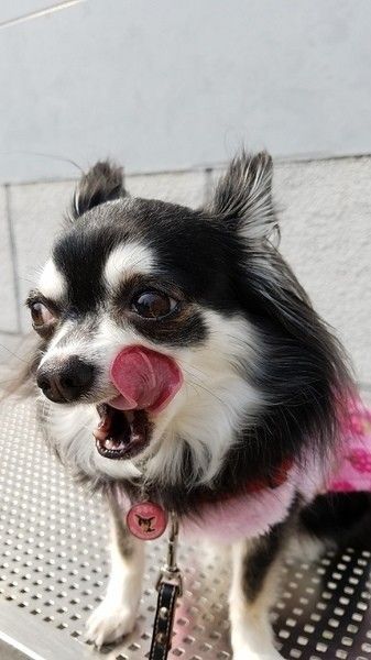 笑ってはいられない 犬の オモシロしぐさ に現れる意外な病気とは いぬのきもちweb Magazine