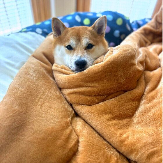 犬はなぜ人のベッドや布団で寝たがる? 飼い主と眠りたい犬のキモチ いぬのきもち