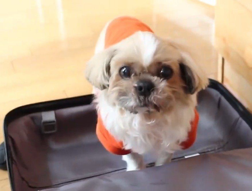 スーツケースの犬