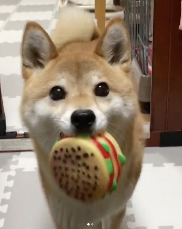 おもちゃを持ってくる柴犬