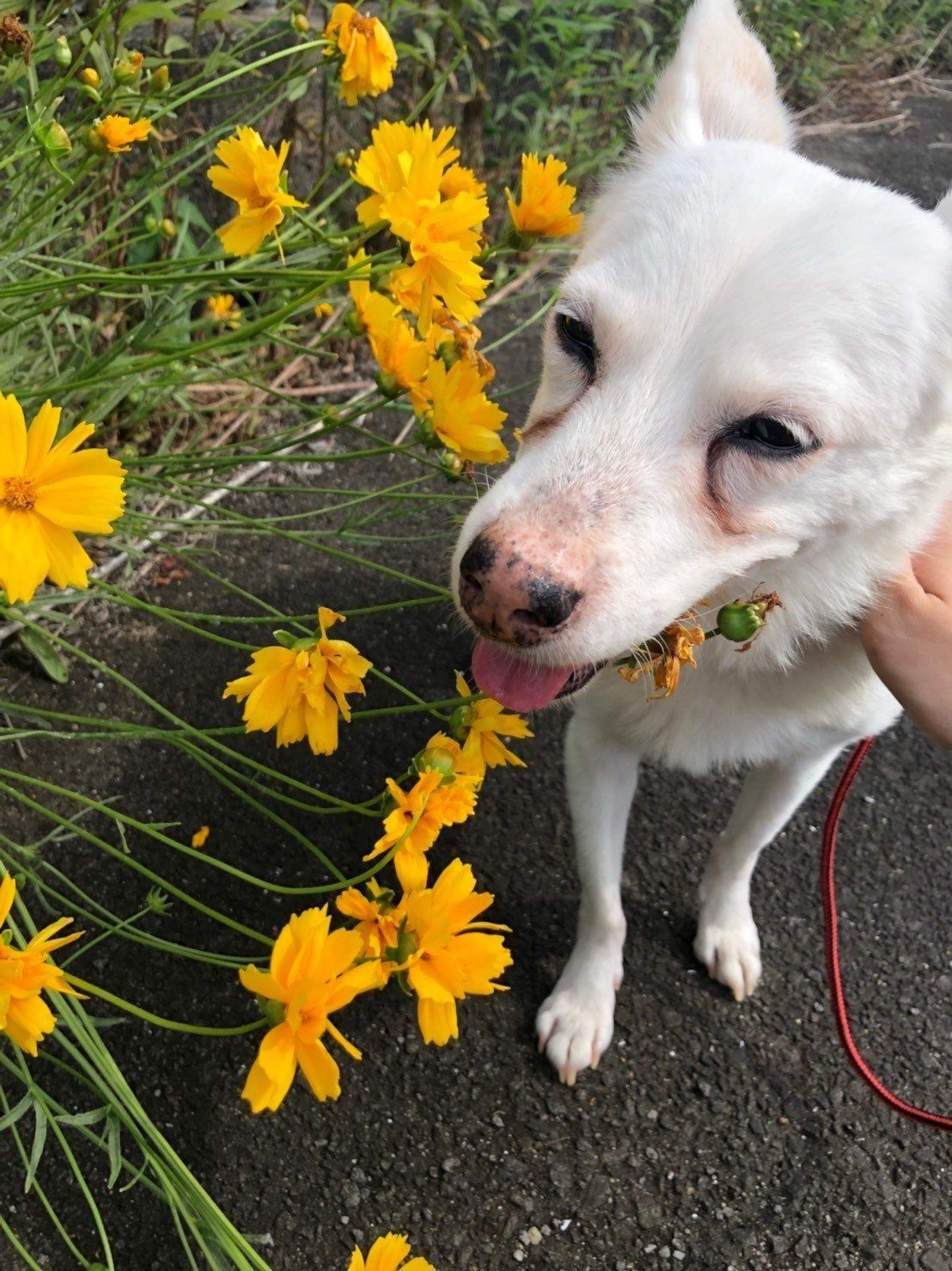 おばあちゃん犬がやってきた